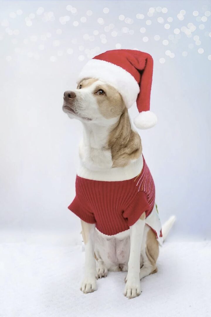 Dog with a Santa Dress