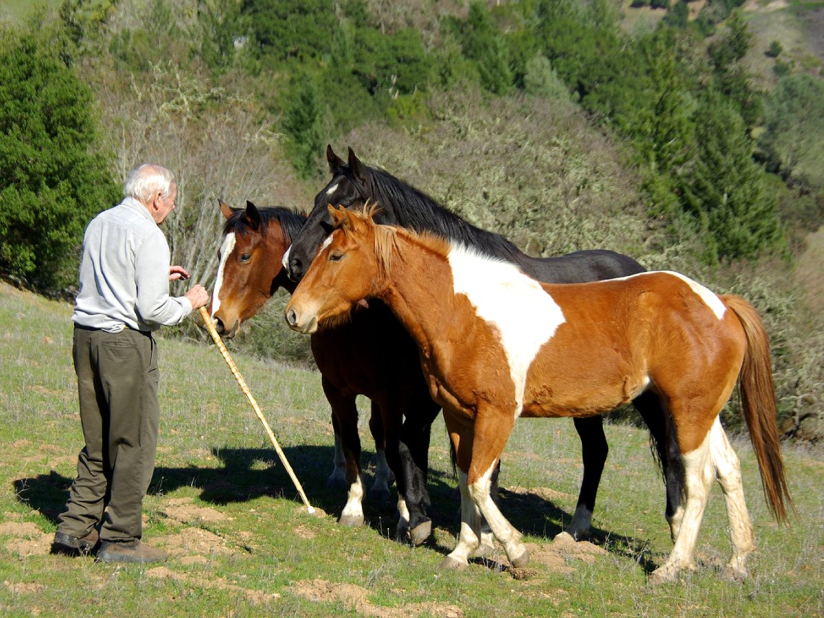 Old man with Horses