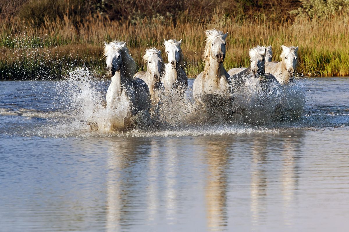 White Horses running in Water
