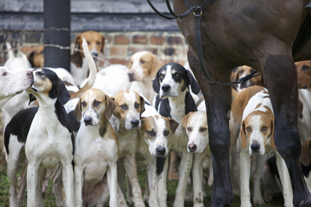 A pack of hounds