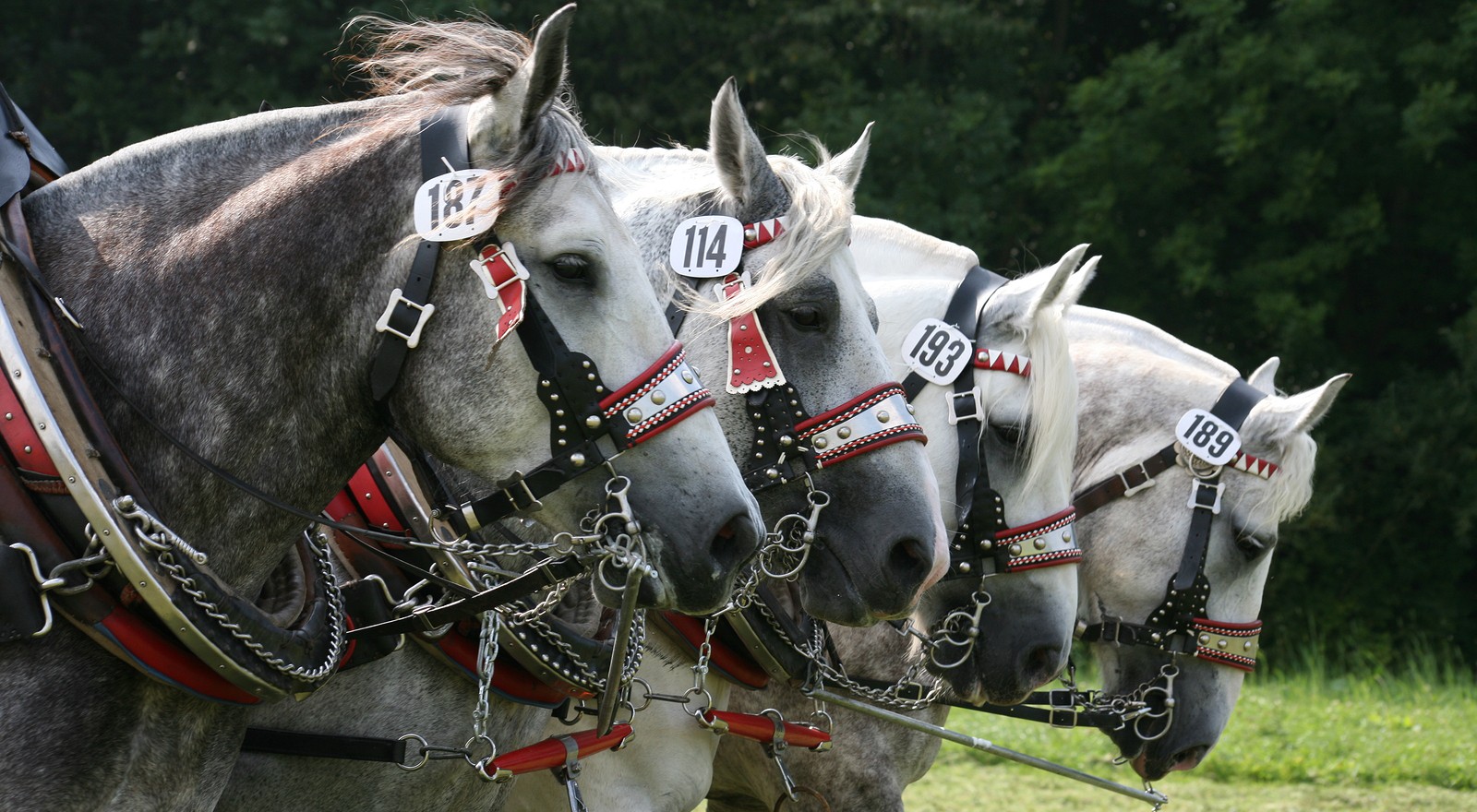 Percherons