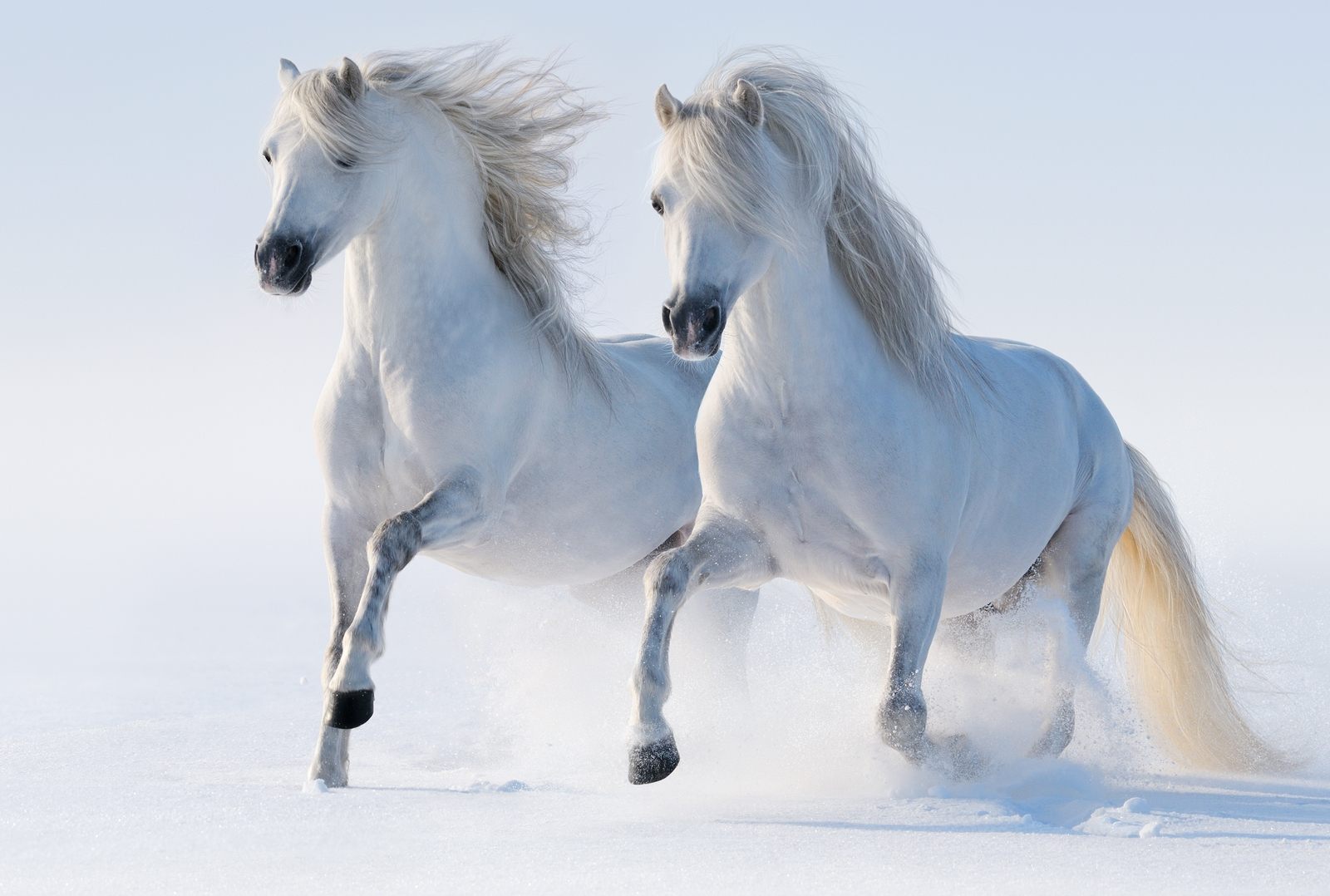 Two-galloping-snow-white-horse