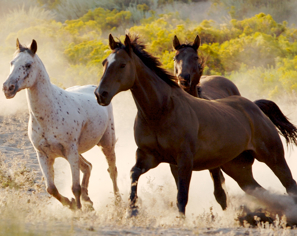 Horses-running