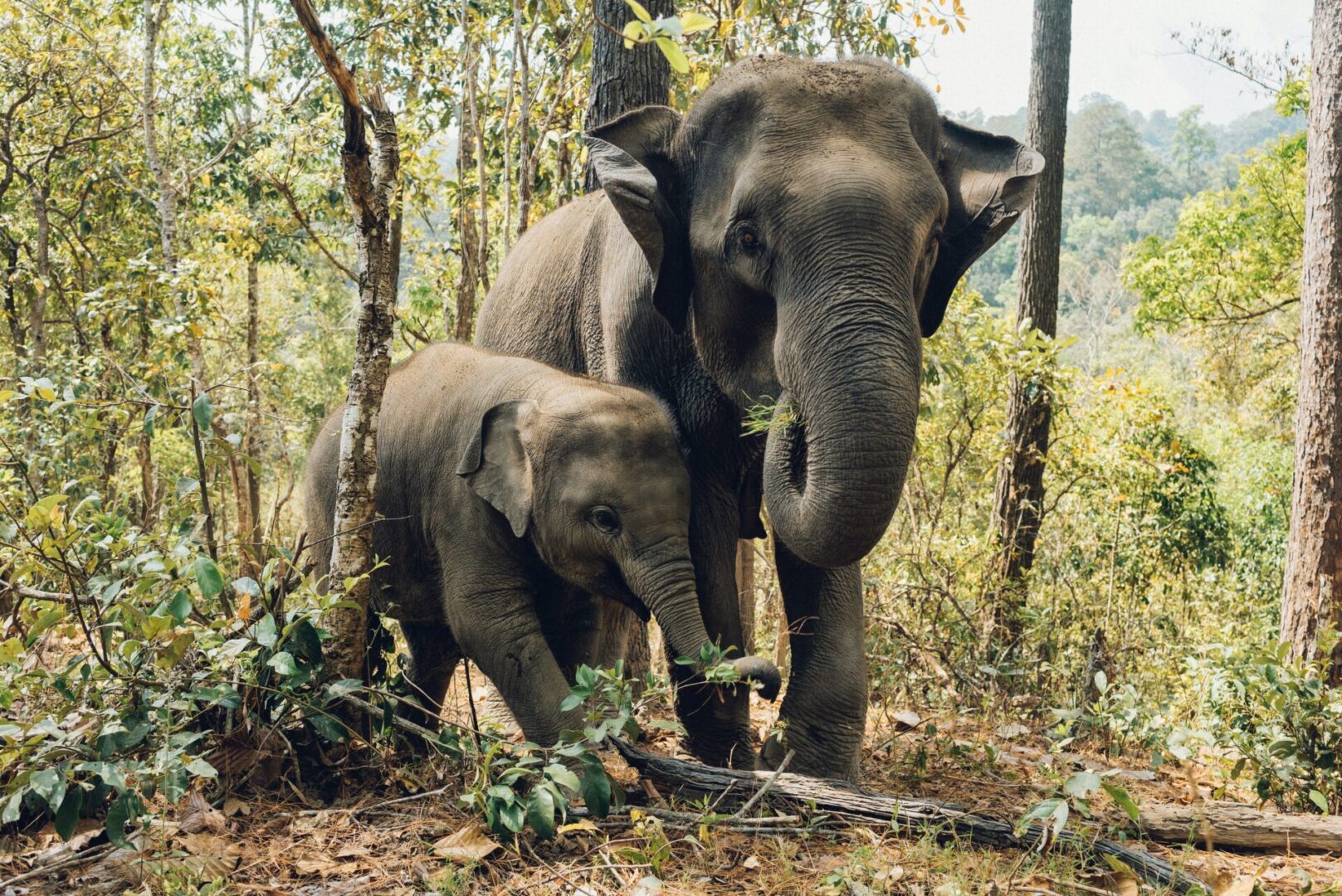 mother and baby asian elephants